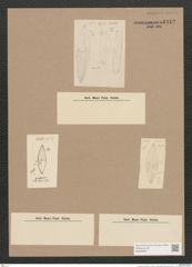 Navicula sp. (de-Toni-Nr.: Genus 1) Zeichnungen Sammlung Grunow Nr. 1412 (NHMW-BOT-W0368387)